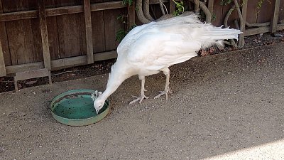 I ve Valdštejnské zahradě musí pávi pít