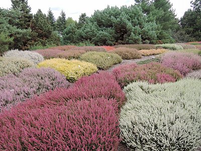 Vřesové pole v Dendrologické zahradě v Průhonicích