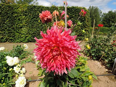 Opět krásné jiřiny v Dendrologické zahradě v Průhonicích