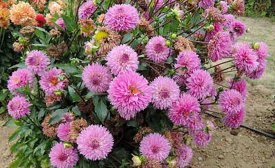 Včeličkám chutnají i jiřiny