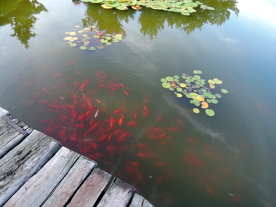 Zlaté rybičky v jezírku v Dendrologické zahradě *