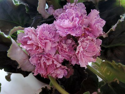 Moje puntíkovaná africká fialka.