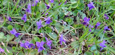 Poprvé od r. 1975 vykvetly Fialky před naším panelákem