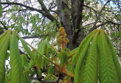 Poupata jsou už na kaštanech