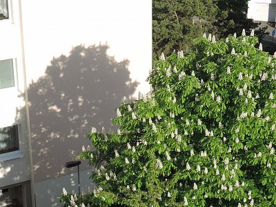 Kaštan a jeho stín