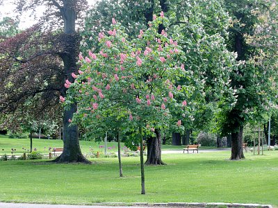 Kaštan s červenými květy
