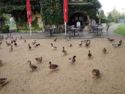 Velké množství kachen u jezírka před Rybářskou Baštou*