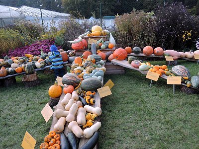 Další dýňové aranžmá z Botan. zahr. v Troji