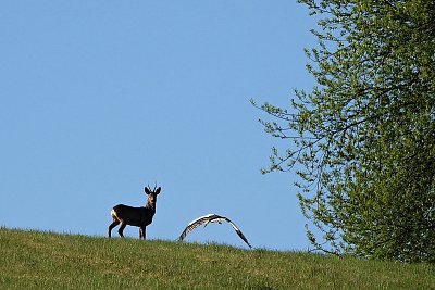 Bajka o srnci a čápovi
