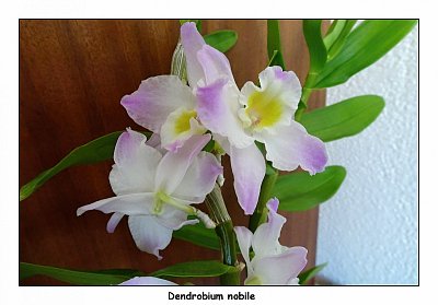 Dendrobium nobile