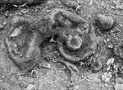 Dřevoš usměvavý, prudce nakažlivý ...*