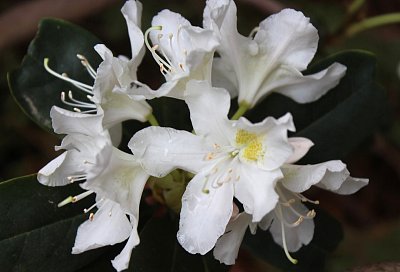 Bílý rododendron