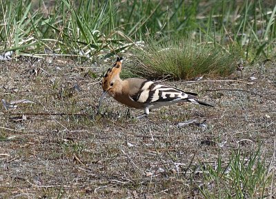 Dudek chocholatý z Dobříňské pískovny, můj sen splněn ♥