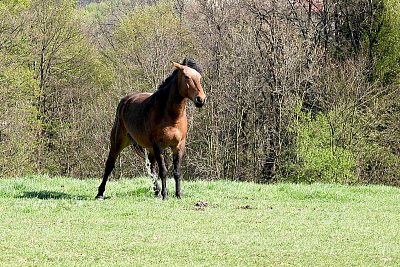 Hele, teče mu benzín