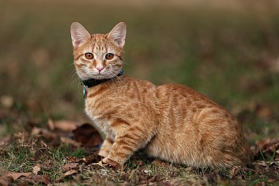 V parku jsem potkal kocoura Bobíka...