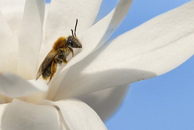 Včelka na květu magnolie