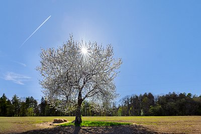 Rozkvetlá třešeň