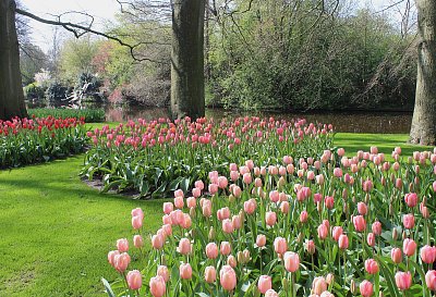 Ostrůvky z tulipánů