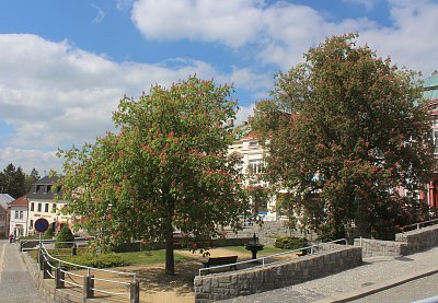 Kvetou kaštany
