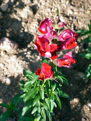 Hledíky se mohou vysazovat po otužení dosti časně..JPG