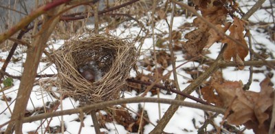 Opuštěné hnízdečko