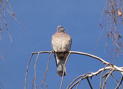 Holub seděl na větvi a rozmýšlel o životě *