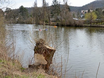 Hoši od bobří řeky