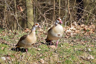 Husice nilská (egyptská)