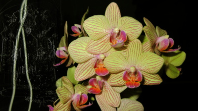 Podívejte, jak si kvetu.