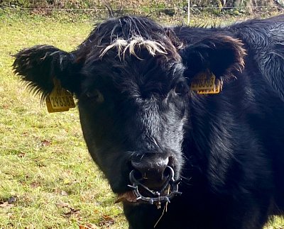 Odtajnění hádanky *