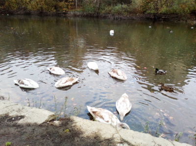 Fotoreportáž: Labutě a hřbitov