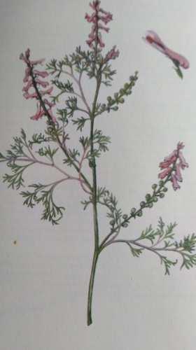 Zemědým lékařský