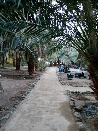 Datlový háj v Medině