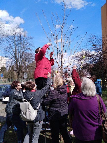 Mám praxi z trhání třešní...