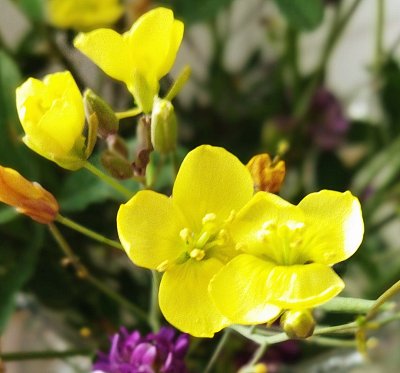 Copak to tu vykvetlo ?