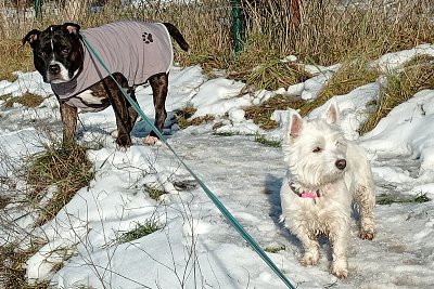 Proč já musím být na vodítku a ona ne ?