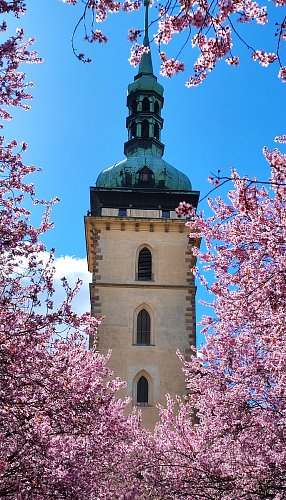 Kostel v růžovém...