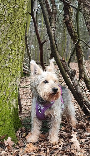 V indiánské chýši