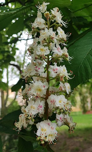 Květ kaštanu