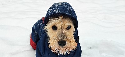 Polární badatel...