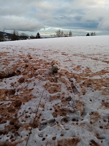 sníh jako kakao (pod modřínem)