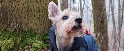 V lese vždy  omládnu