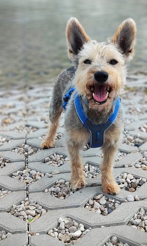 Ještě mi nějaké zuby zbyly...