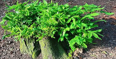 Příroda se nevzdává...