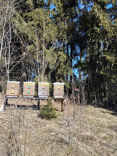 včelky se probouzí