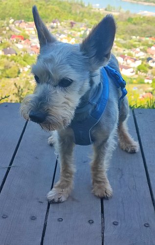 To je dobrodrůžo...