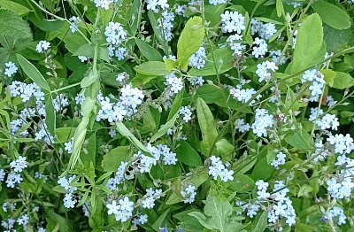 Haiku třikrát jinak a přece stejně