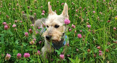 Byl jsem pěkné kvítko...