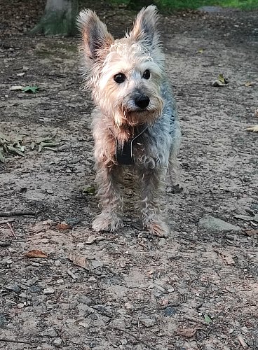 Poslední vycházka v lese...