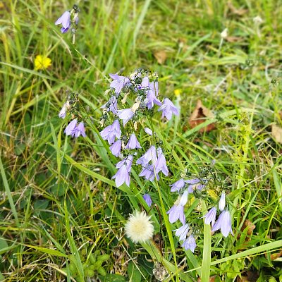 Zvonky to ještě nevzdaly